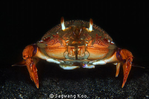 Crab by Jagwang Koo 